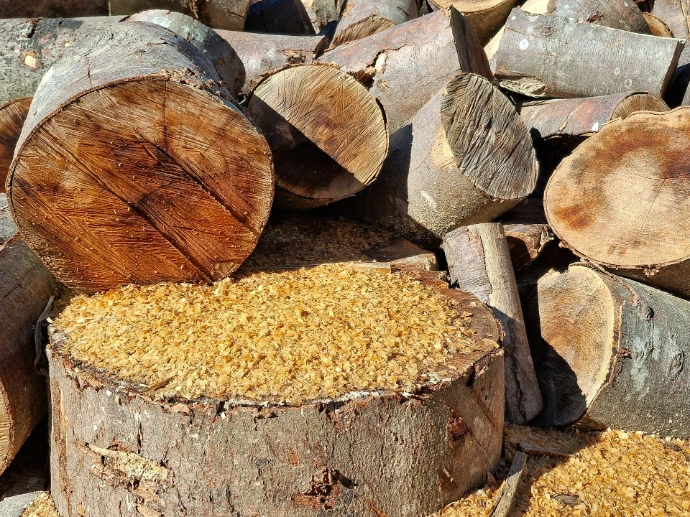 Pile of cut logs and sawdust